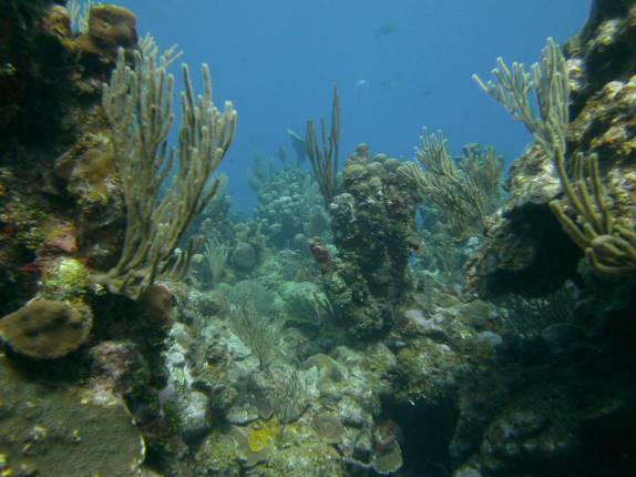 Banco de corais durante mergulho em Utila, ilha no litoral norte de Honduras
